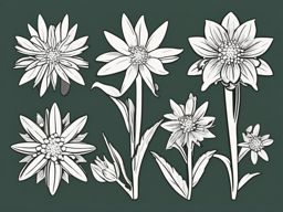 Alpine Edelweiss Clip Art - Iconic alpine edelweiss blossoms,  color vector clipart, minimal style