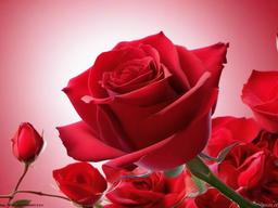 Red Rose For Wallpaper - Romantic red rose wallpaper.  background wallpaper