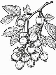 Fruit Coloring Pages - Gooseberry branch with berries  simple coloring pages