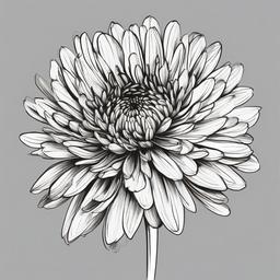 drawing of a chrysanthemum  minimal rough sketch scribbles,doodles,black and white