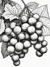 Fruit Coloring Pages - Gooseberries with stems  simple coloring pages