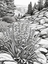 Penstemon coloring page sheet - Penstemon flowers growing in a rocky garden setting.  black outline printable coloring page