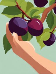 Plum Picking Clipart - Hand picking ripe plums from the tree.  color vector clipart, minimal style