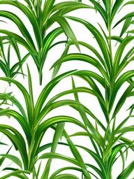 Grass  clipart