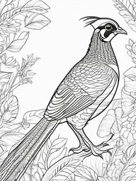 Pheasant Coloring Pages - Colorful Game Bird  minimal black outline printable sheet, coloring page