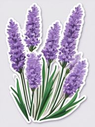 Lavender Sticker - Delight your senses with the calming and floral aroma of lavender, perfect for both culinary and decorative use, , sticker vector art, minimalist design