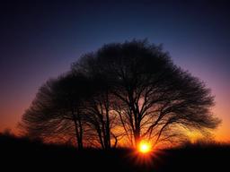 Sunset Wallpaper - Silhouette of trees at dusk.  sunset background